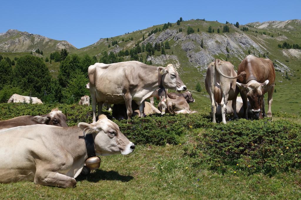 सराय Landgasthof Staila